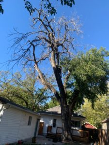 How Much Does It Cost To Top A Tree