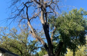 How Much Does It Cost To Top A Tree?