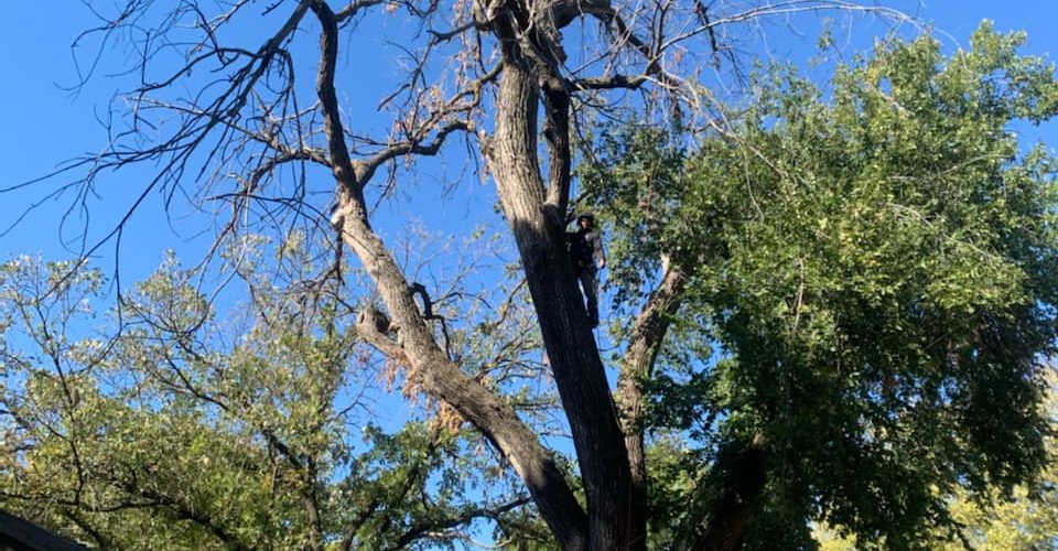 How Much Does It Cost To Top A Tree?