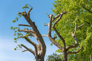 How Much Of A Tree Can You Cut Without Killing It