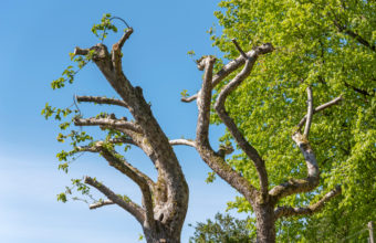 How Much Of A Tree Can You Cut Without Killing It?