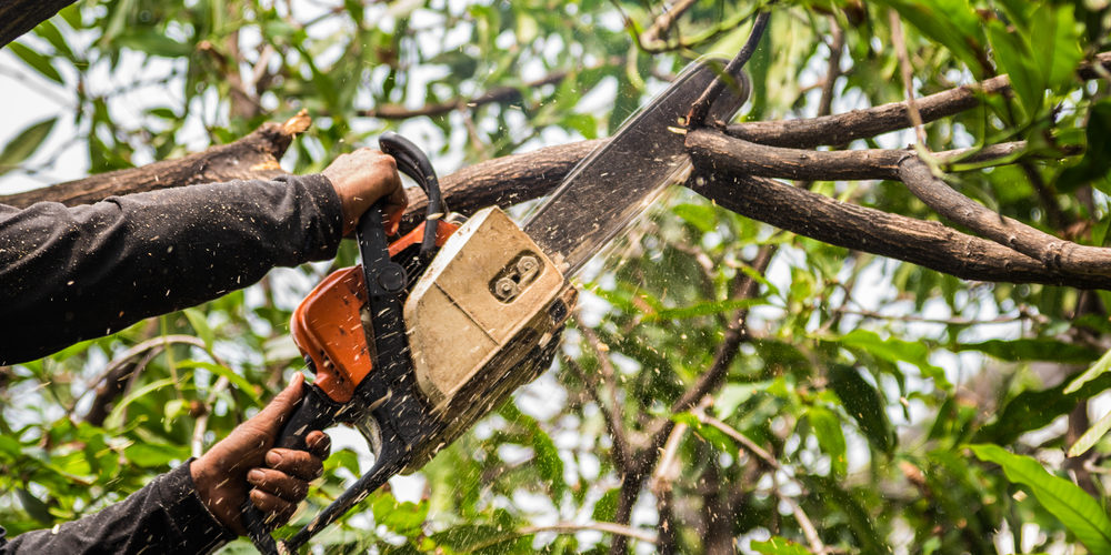 How Often Should Trees Be Trimmed?