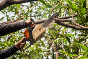 How Often Should Trees Be Trimmed