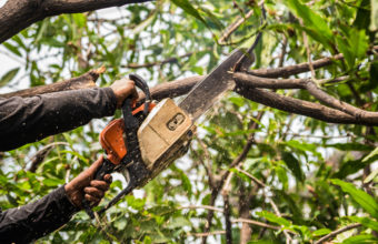 How Often Should Trees Be Trimmed?