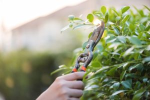 Is Tree Topping The Same As Pruning