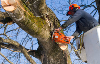Is Trimming A Tree Good For It?