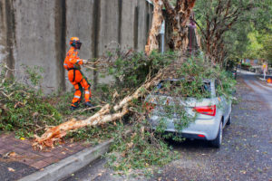 Should You Cut Lower Branches Off A Tree