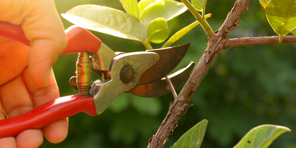 What Are The 5 Rules Of Pruning?