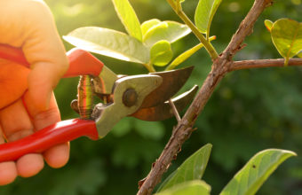 What Are The 5 Rules Of Pruning?