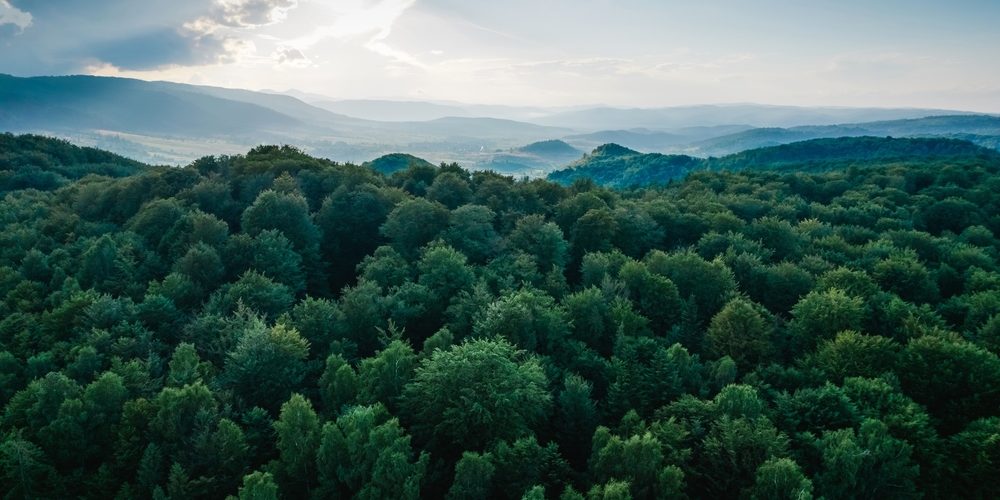 What Does A Topped Tree Look Like?