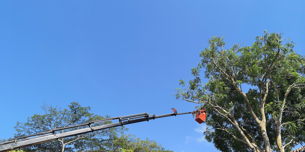 What Does It Mean To Top Out A Tree?