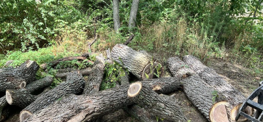 What Happens If You Cut All The Branches Off A Tree?