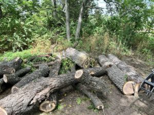 What Happens If You Cut All The Branches Off A Tree