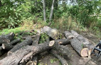 What Happens If You Cut All The Branches Off A Tree?