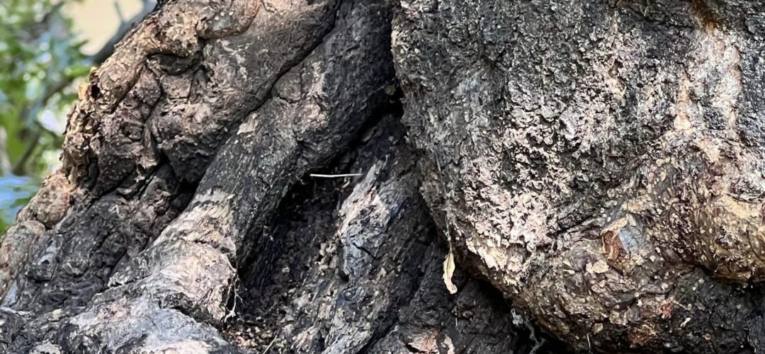 What Happens If You Cut The Top Of A Tree Off?