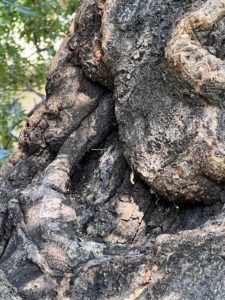 What Happens If You Cut The Top Of A Tree Off
