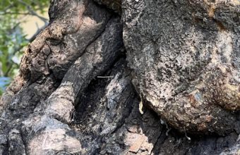 What Happens If You Cut The Top Of A Tree Off?