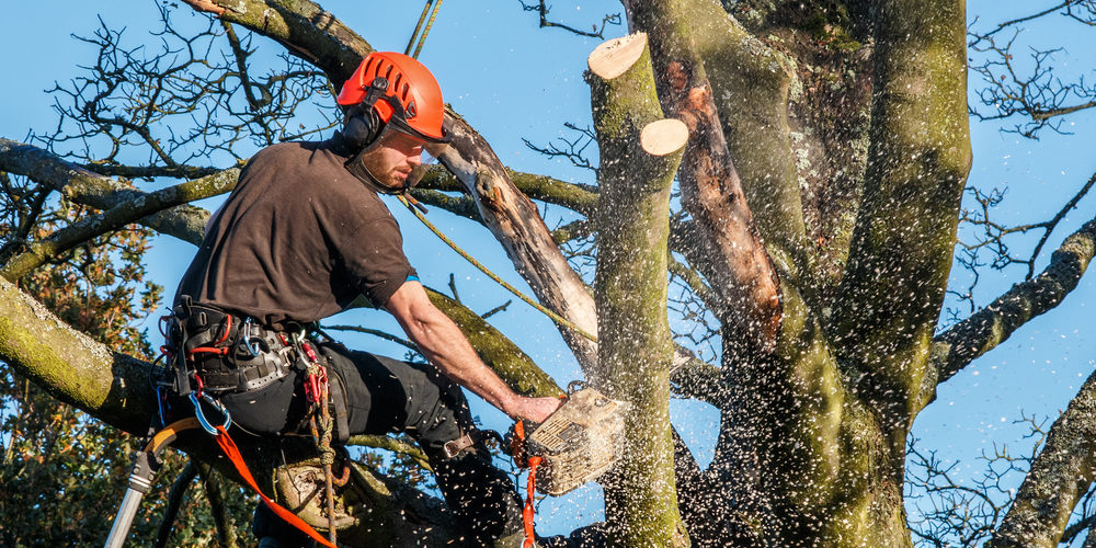 What Is A Tree Surgeon?