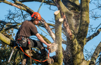 What Is A Tree Surgeon?
