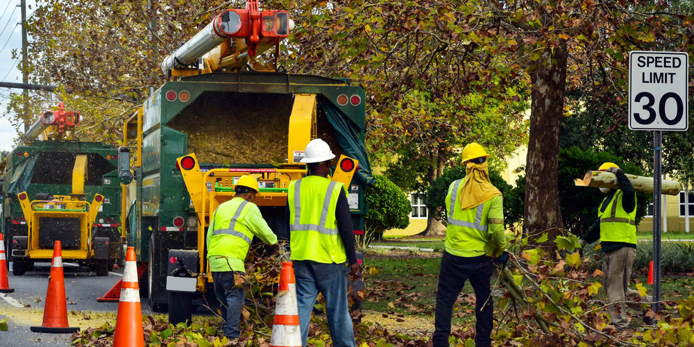 What Is A Tree Trimming Party?