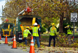 What Is A Tree Trimming Party