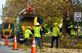 What Is A Tree Trimming Party?