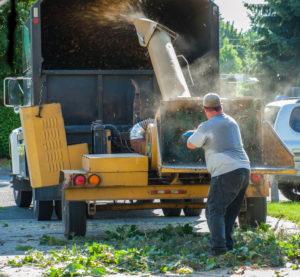 What Is An Arboriculturalist