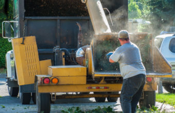What Is An Arboriculturalist?