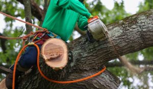 What Is The Average Cost Of Tree Trimming In My Area