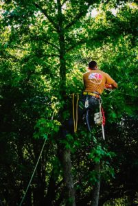 What Is The Difference Between Arborist And Forestry