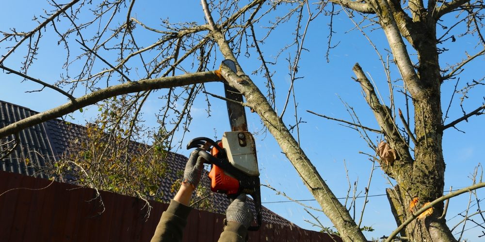 What Is Tree Crowning?