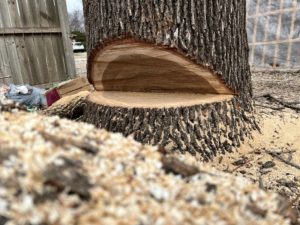 What Part Of A Tree Should Not Be Cut