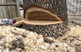 What Part Of A Tree Should Not Be Cut?