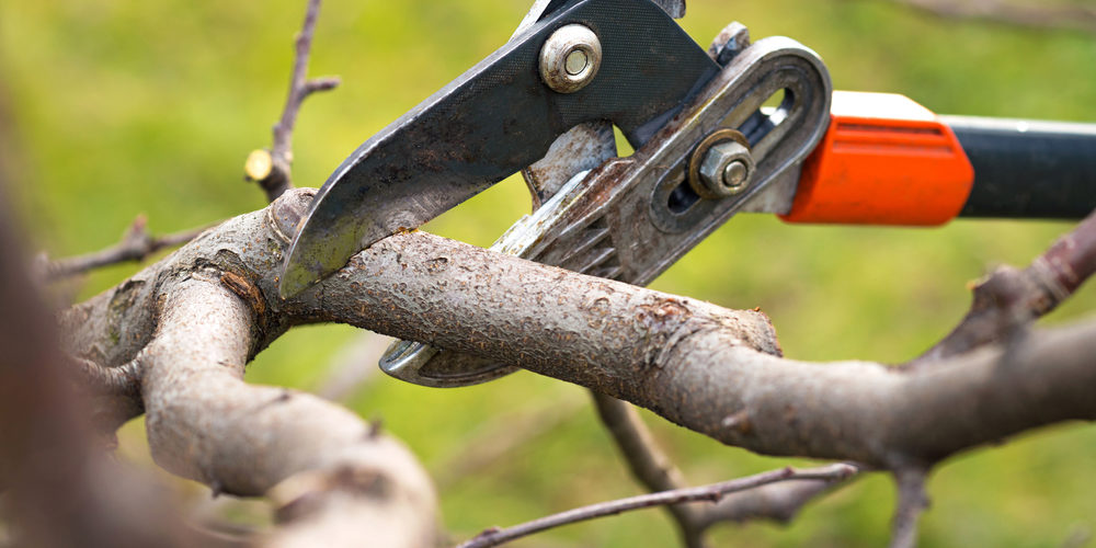 When Should You Not Prune Trees?