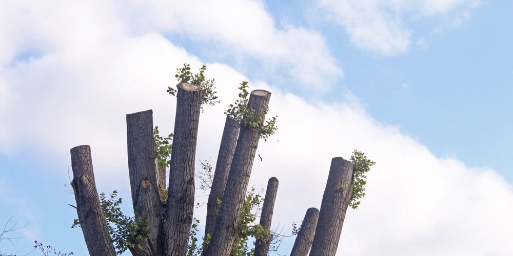 Can You Cut Too Many Branches Off A Tree?