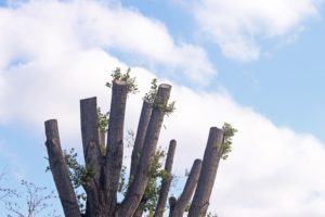 Can You Cut Too Many Branches Off A Tree
