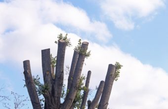 Can You Cut Too Many Branches Off A Tree?