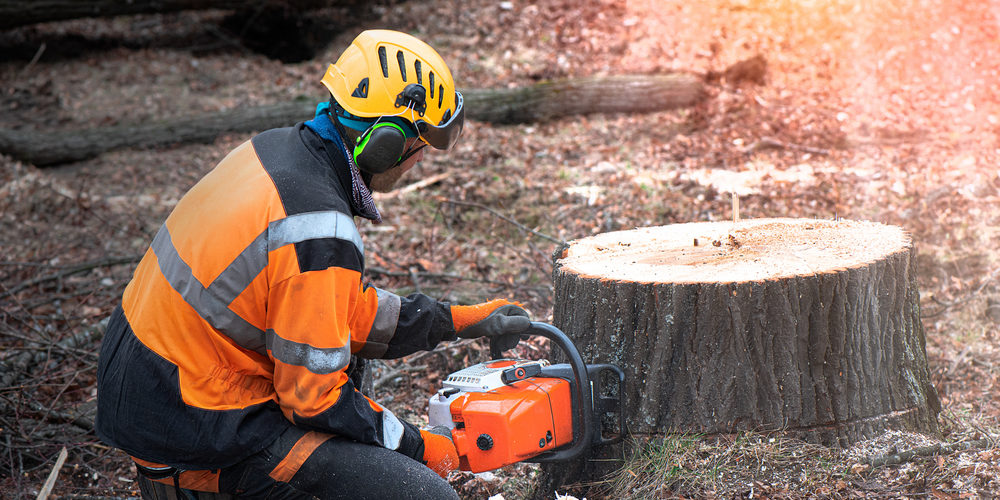 Can You Shorten A Tree?