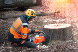 Can You Shorten A Tree