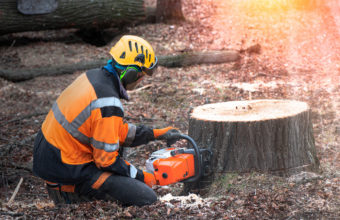 Can You Shorten A Tree?