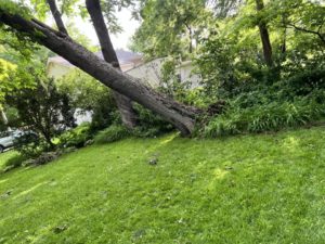 Do Large Trees Need To Be Trimmed