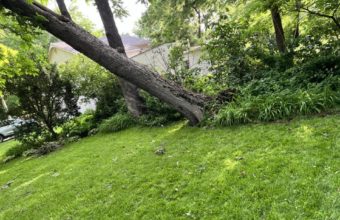 Do Large Trees Need To Be Trimmed?