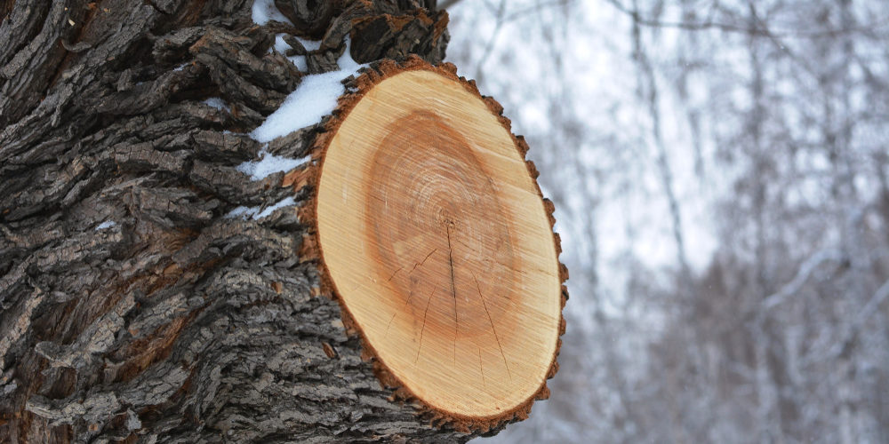Do Trees Grow Faster If You Trim Them?