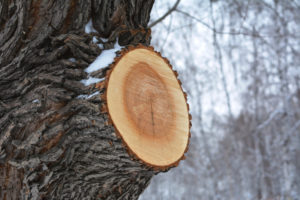 Do Trees Grow Faster If You Trim Them