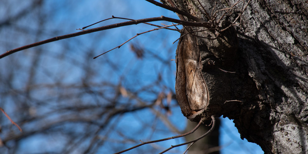 How Close To Prune Tree Branches?