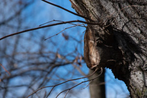 How Close To Prune Tree Branches