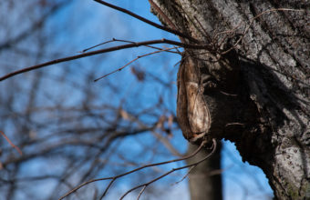 How Close To Prune Tree Branches?