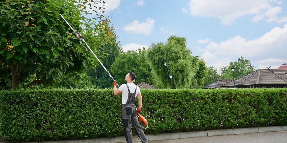 How Do You Properly Trim A Tree?