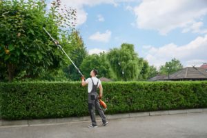 How Do You Properly Trim A Tree