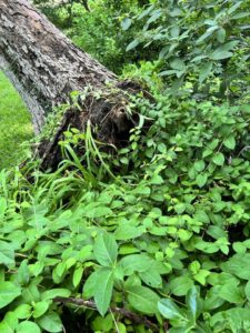 How Do You Prune Lower Branches Of Trees